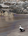 Eider male - A